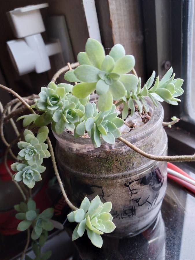 Sedum 14