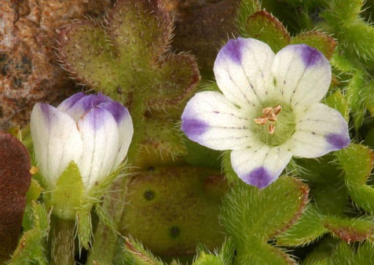 Nemophila 2