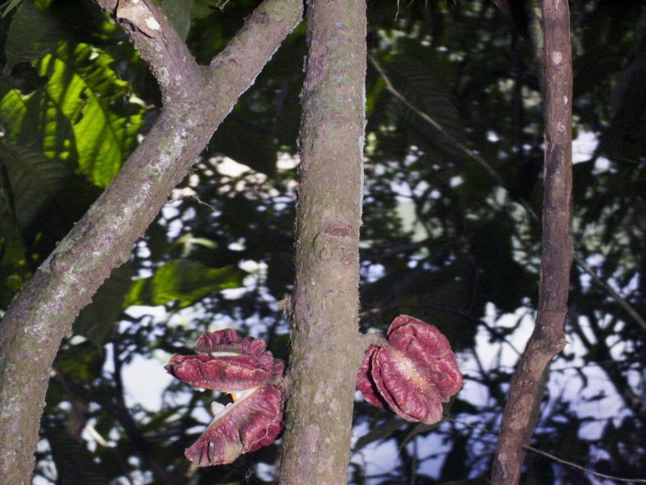 Carpotroche 16