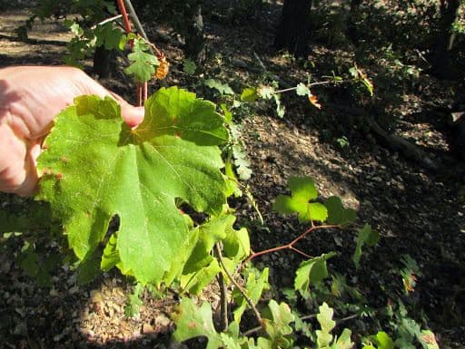 Vinič kalifornský 11
