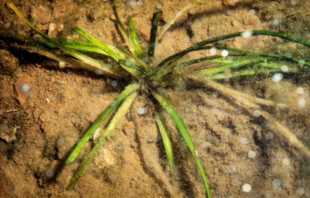 Alisma gramineo 12