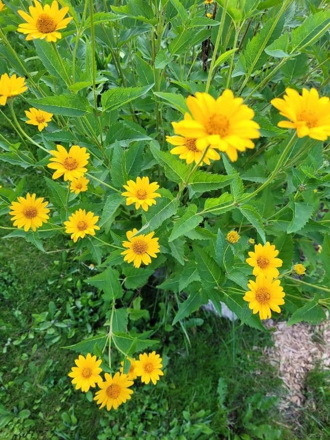 Heliopsis 3