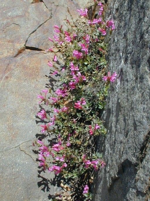 Penstemon newberryi 11