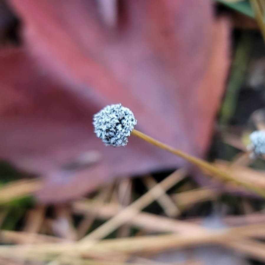 Eriocaulon acquatico