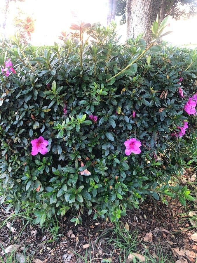 Rhododendron 27