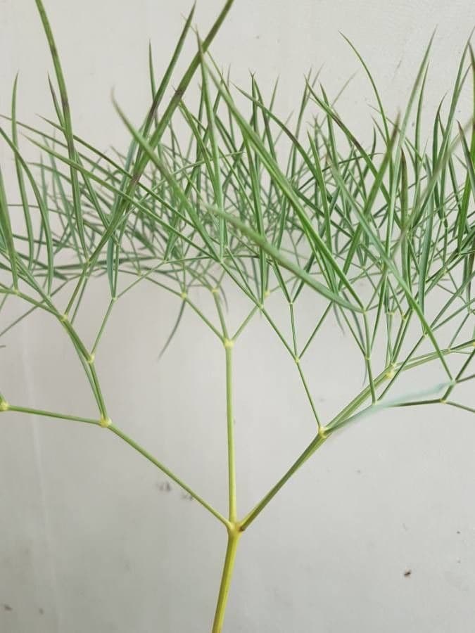 Peucedano 21