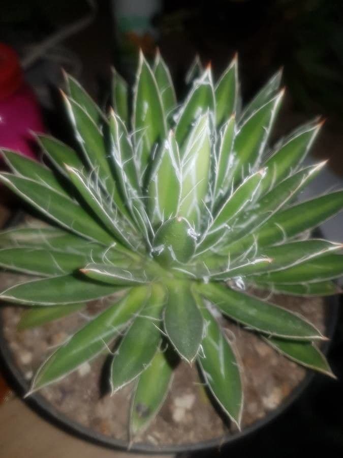 Agave filifera 17