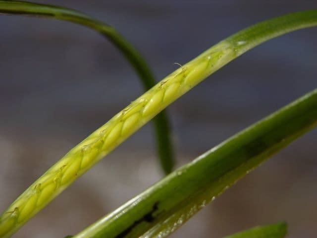 Zostera marina 18