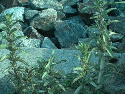 Andrographis