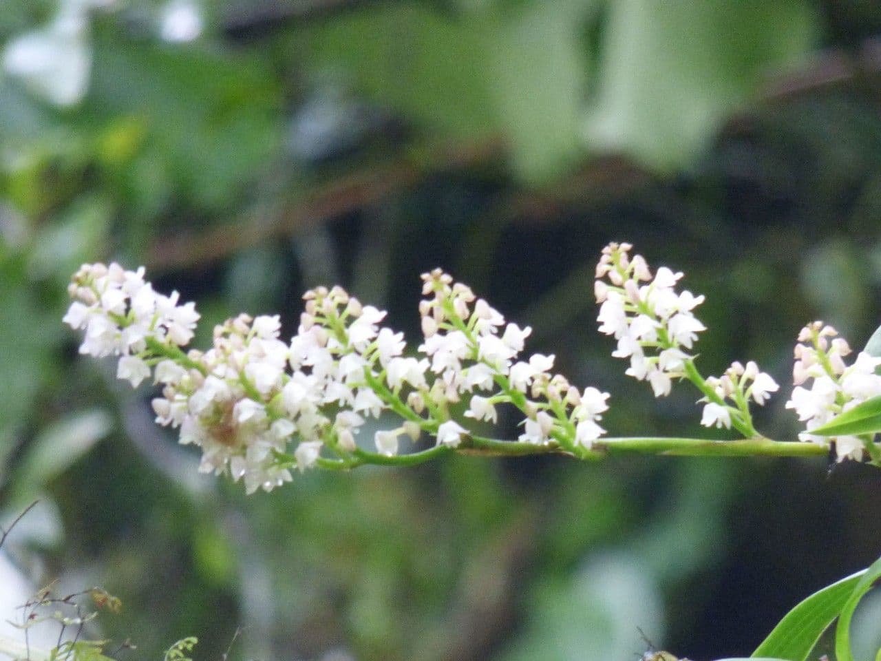 Große Gelbähren-Orchidee 5