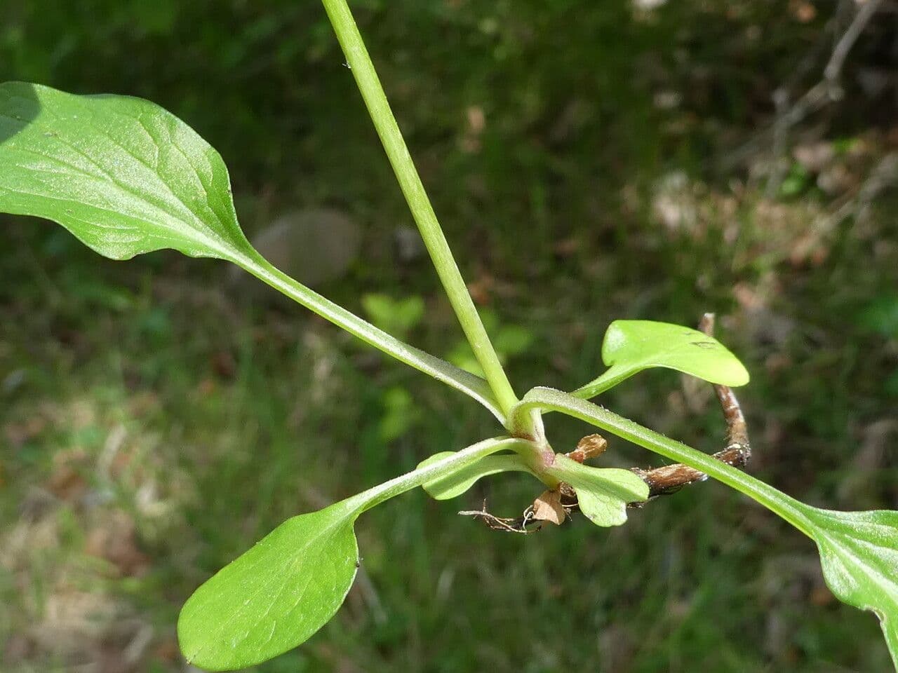 Dwarf valerian 23