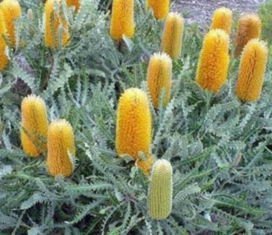 Banksia 2