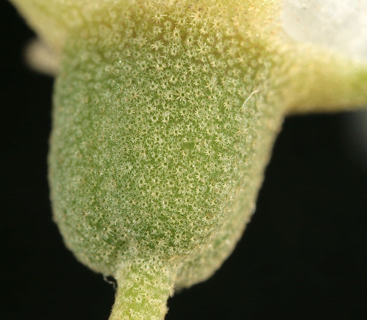 Deutzia scabra 3