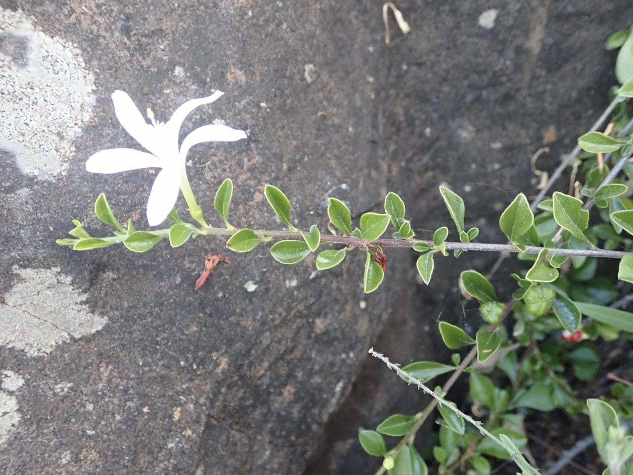 Turraea 17