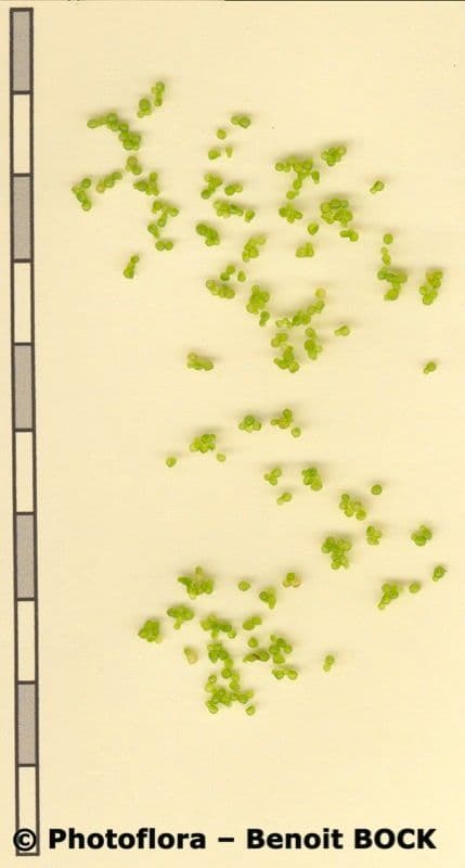 Wolffia arrhiza 20