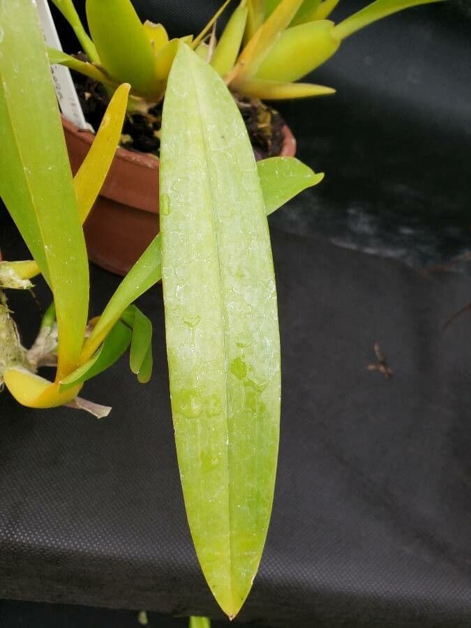 Brassia 3