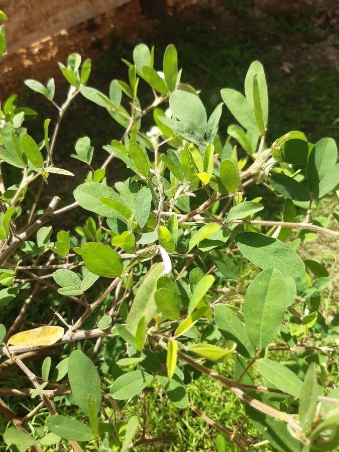 Lespedeza bicolore 20