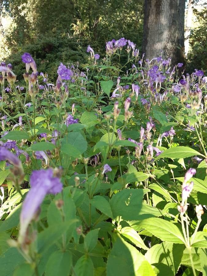 Strobilanthes 2