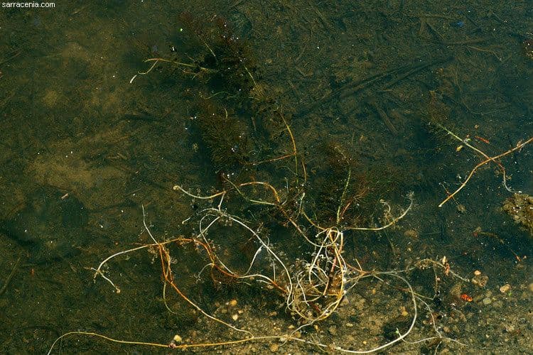 Utricularia striata 7