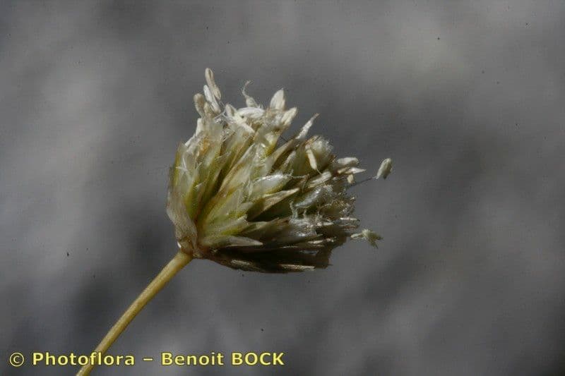Sesleria 3