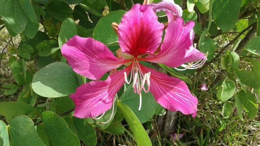 Bauhinia purpurea 6
