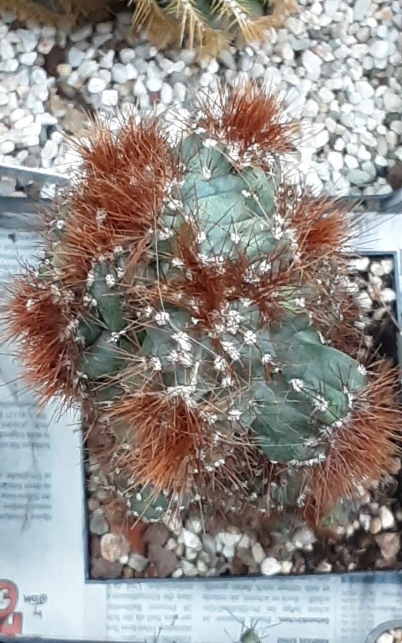 Cactus mela del Perù 2