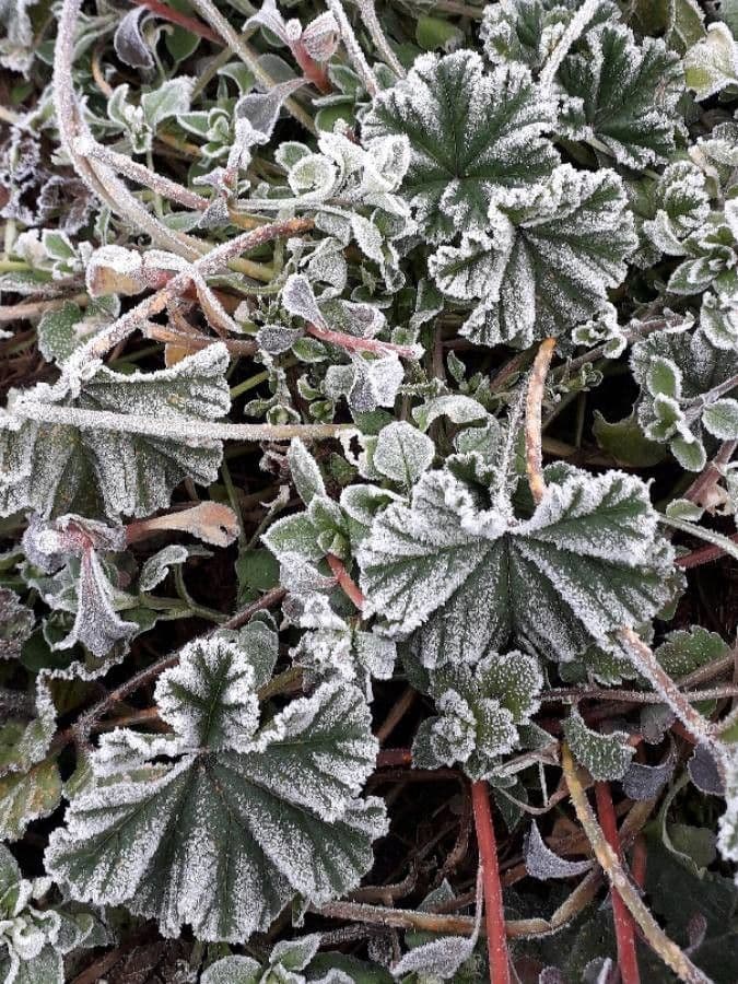 Malva selvatica 17