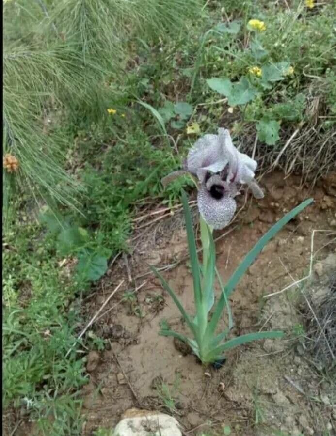 Iris