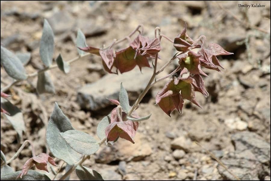 Trichodesma