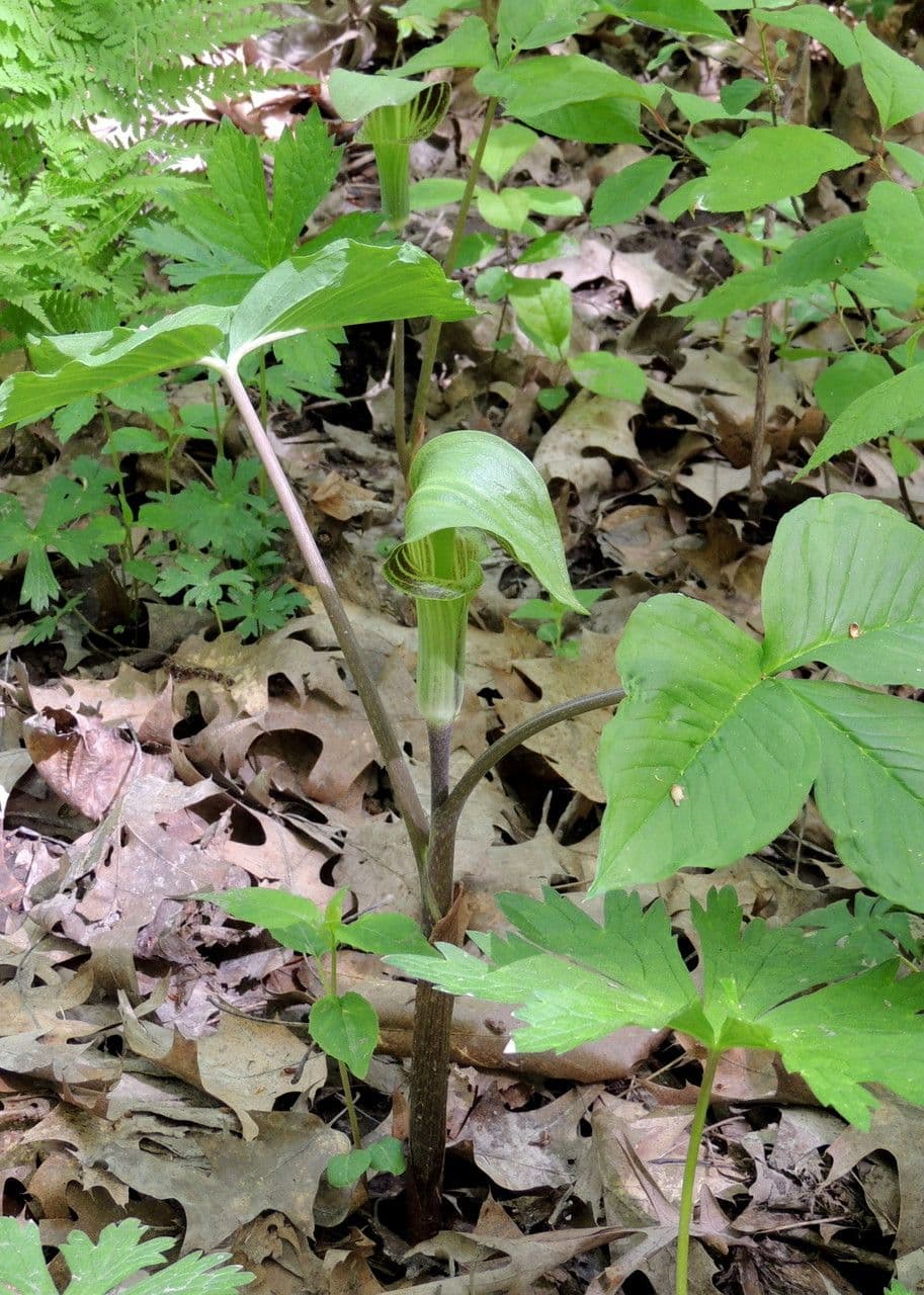 Arisema trójlistna 11