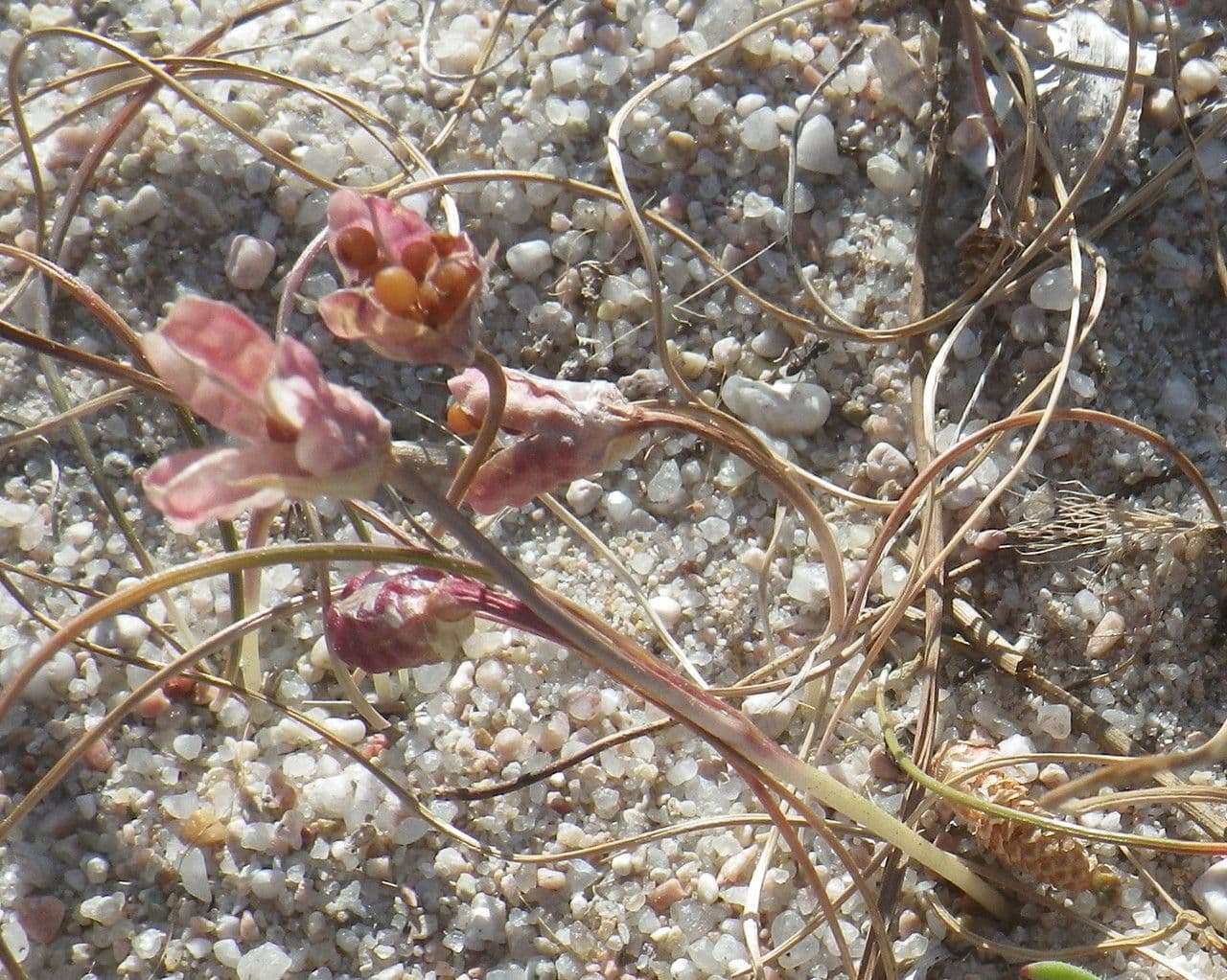 Romulea 12