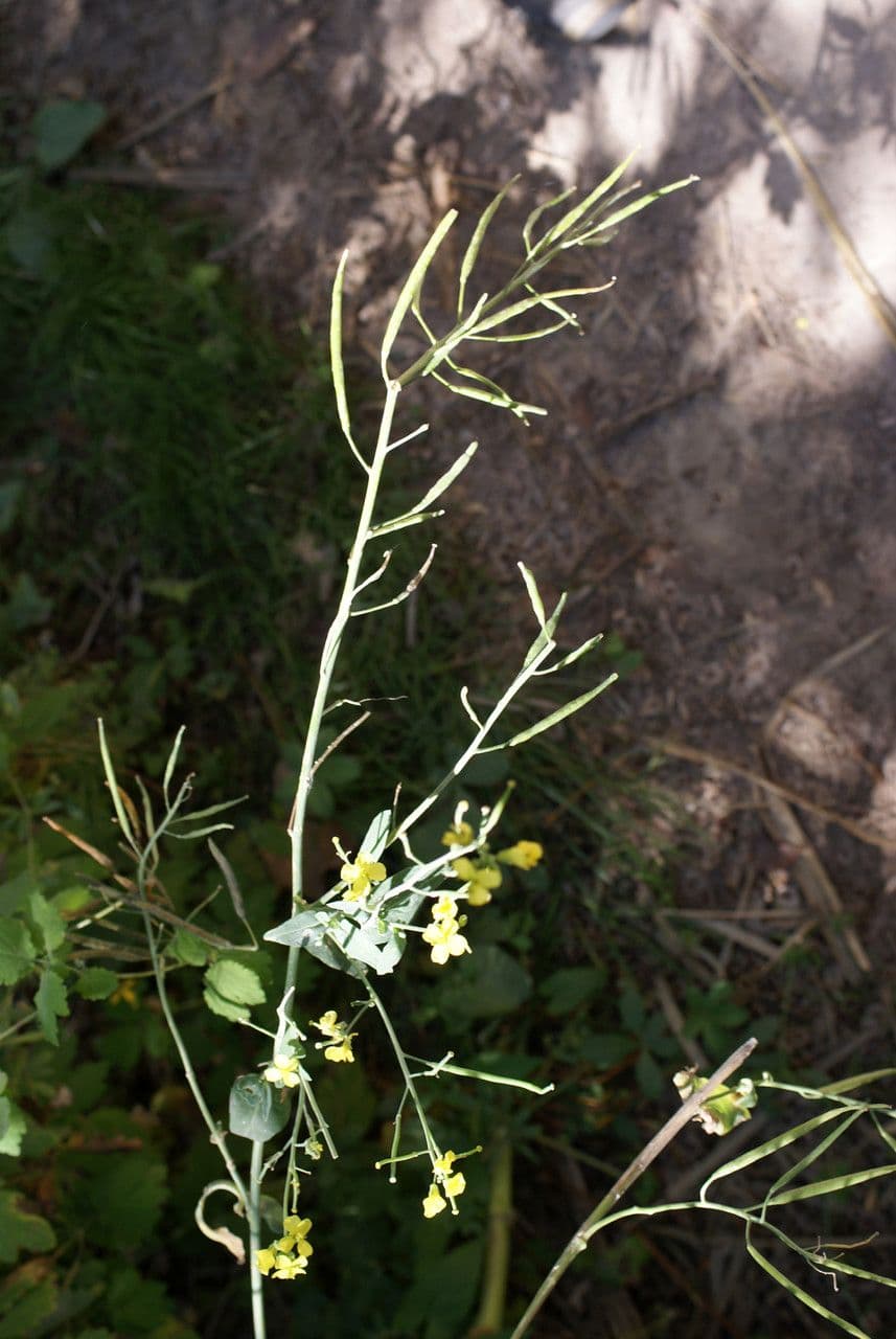 Conringia orientale 15