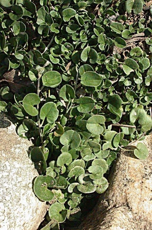 Dichondra 2