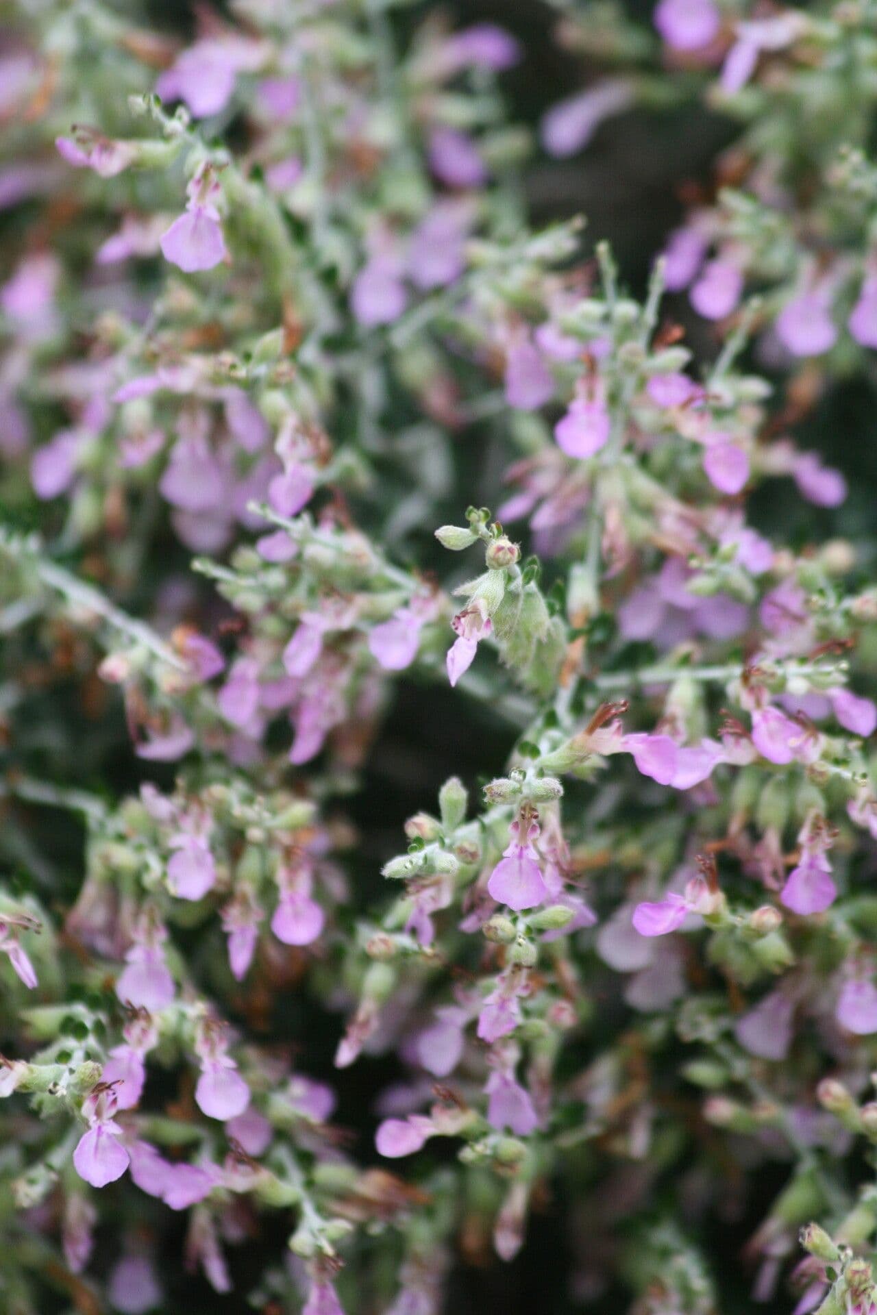 Teucrium