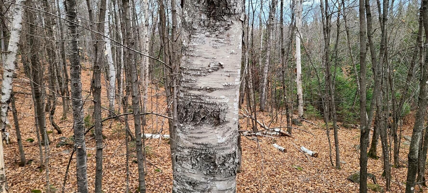 Cherry birch 15