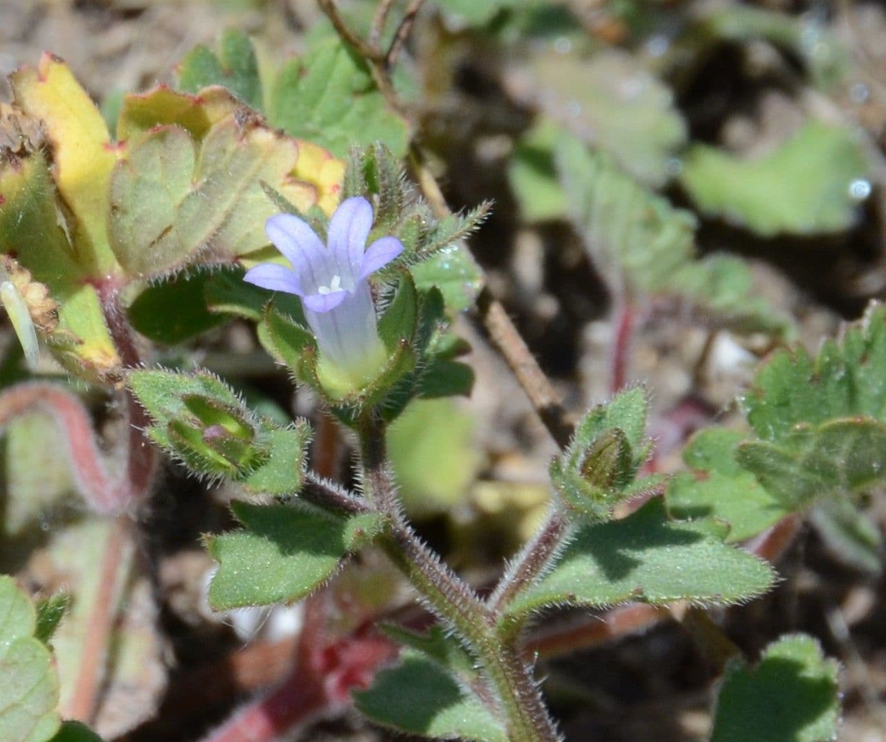 Campanula erinus 27