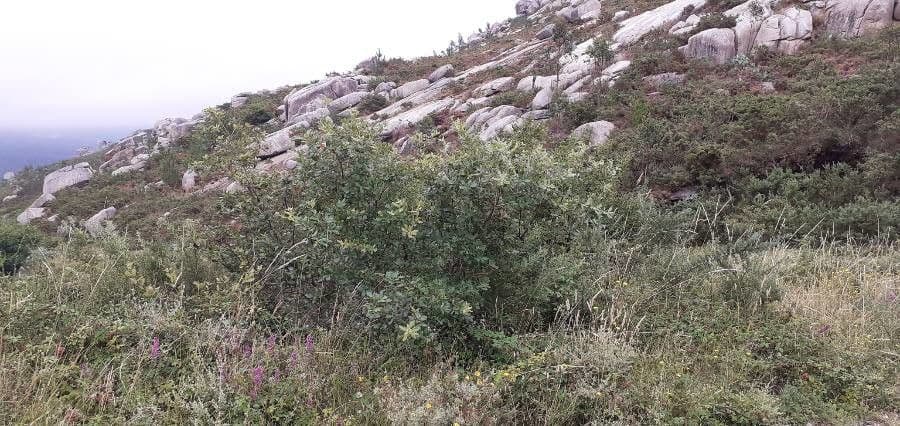 Quercia lusitanica 9