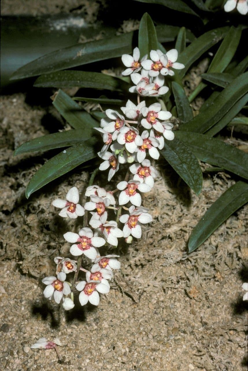 Sarcochilus
