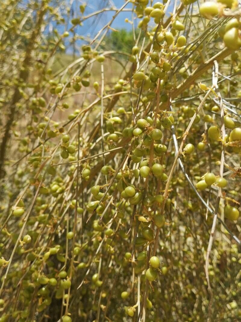 Rhamnus 5