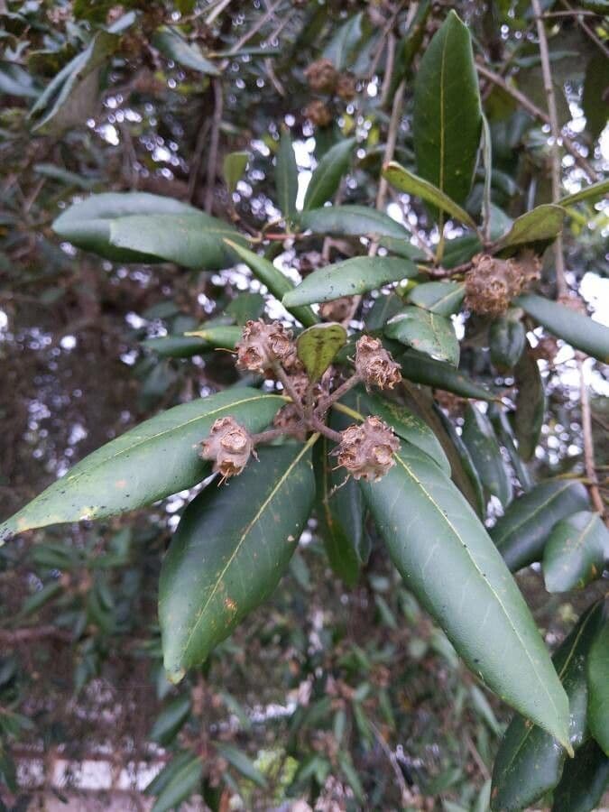 Syncarpia glomulifera