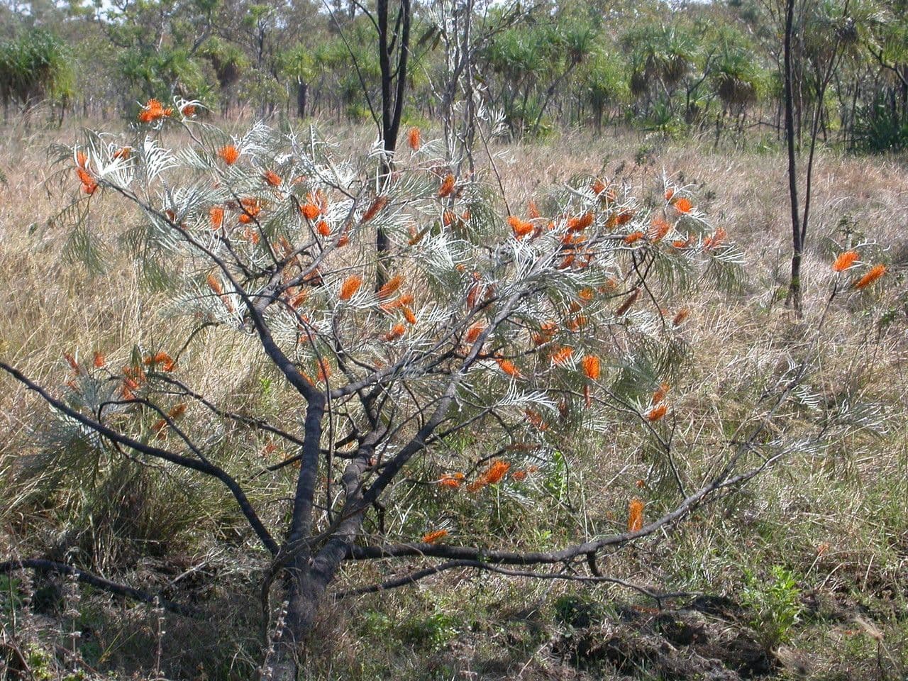 Gold-Grevillea 10