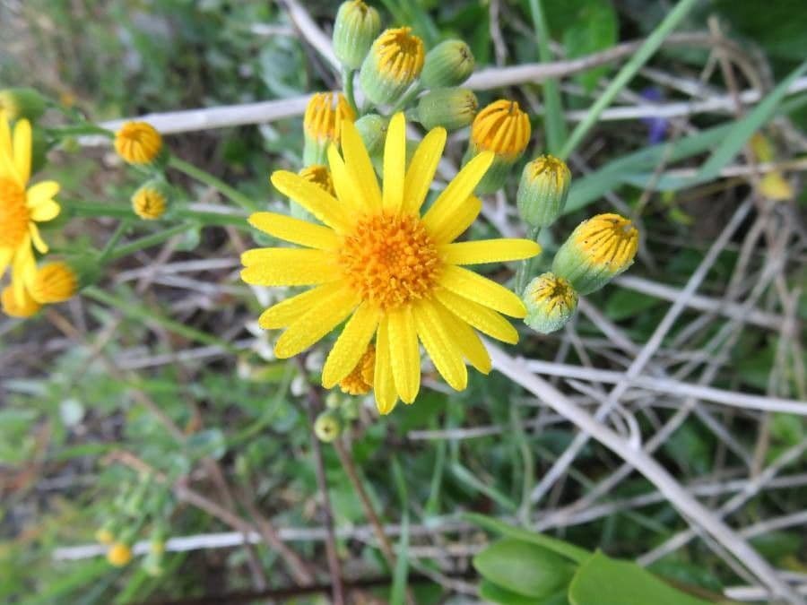 Senecio