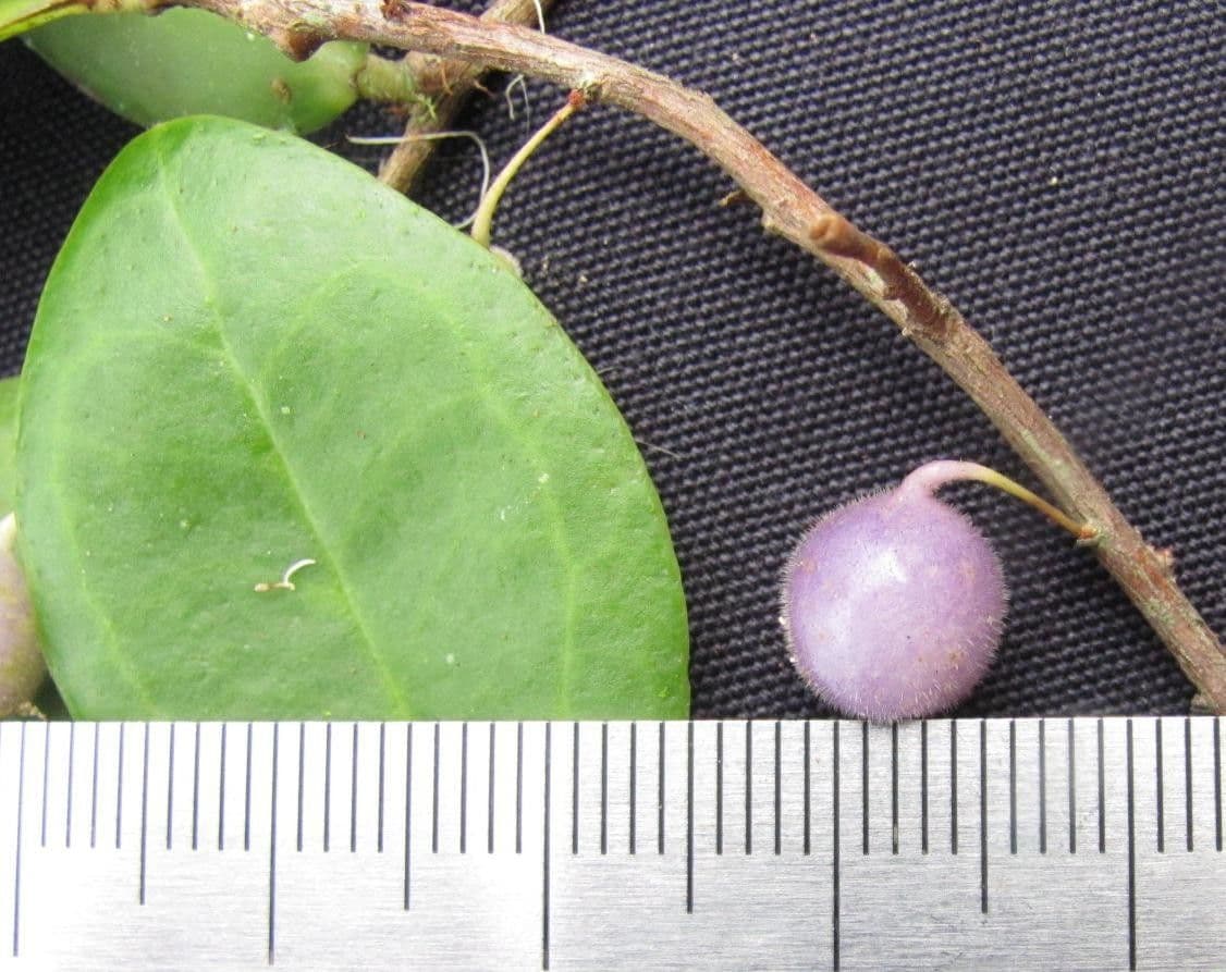 Sphyrospermum