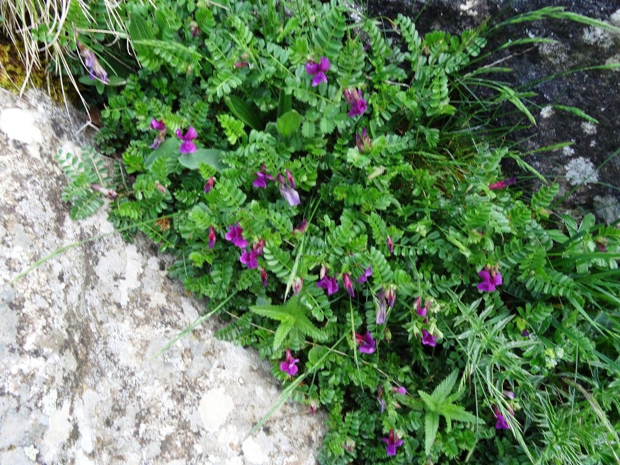 Vesce des Pyrénées 15