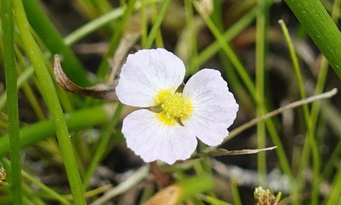Alisma ranuncoloide 10
