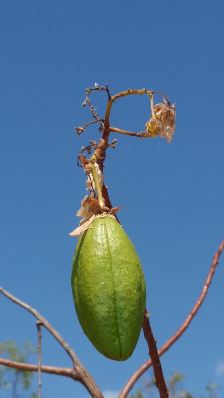 Cochlospermum