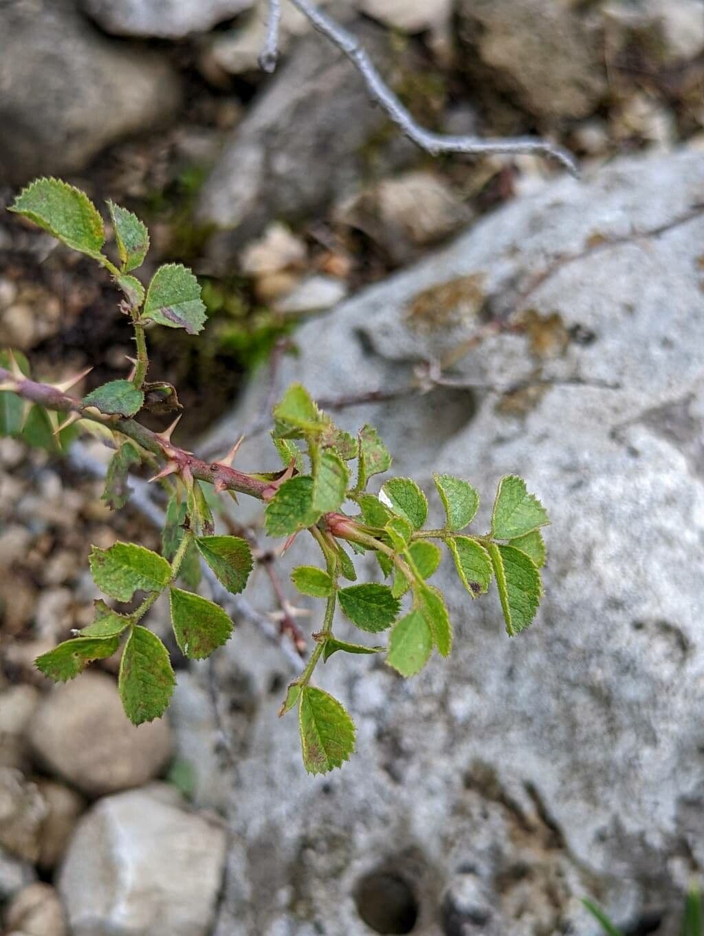 Graublättrige Rose 6