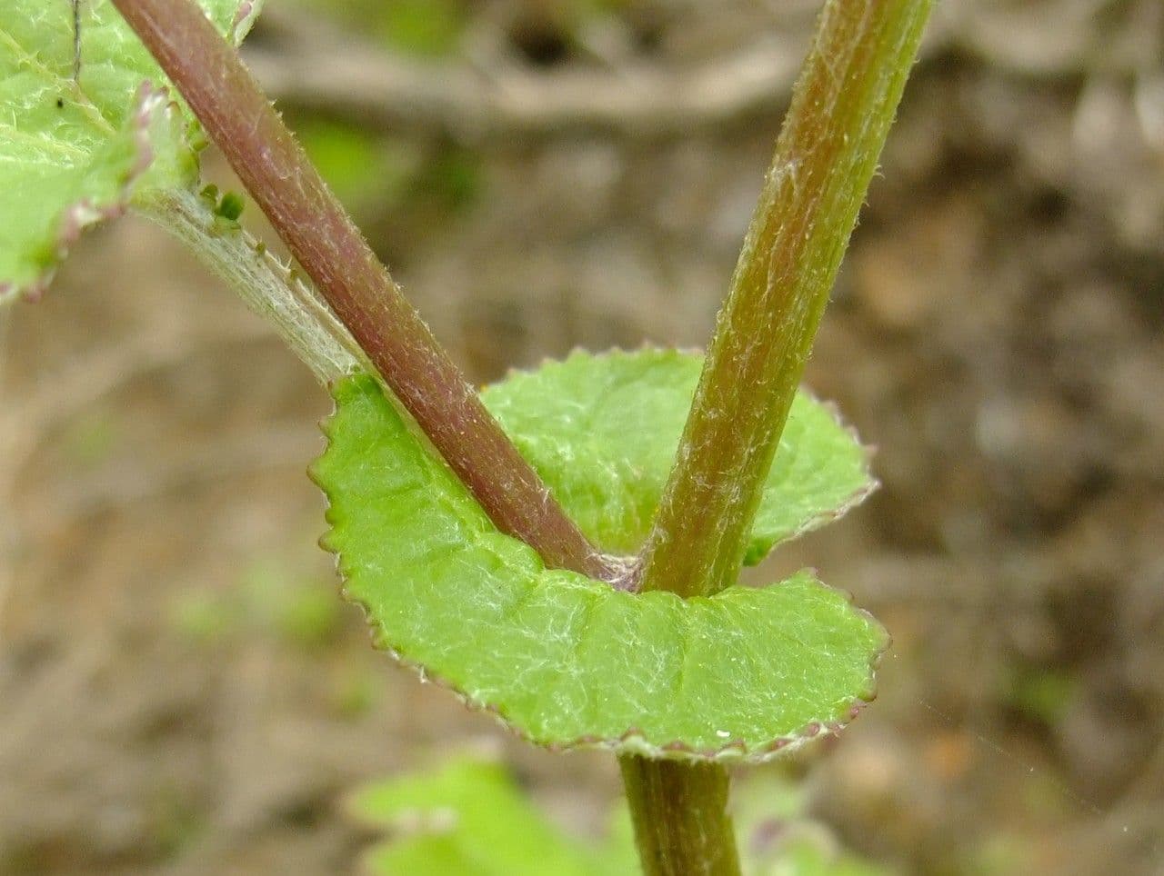 Steetz's Pericallis 12