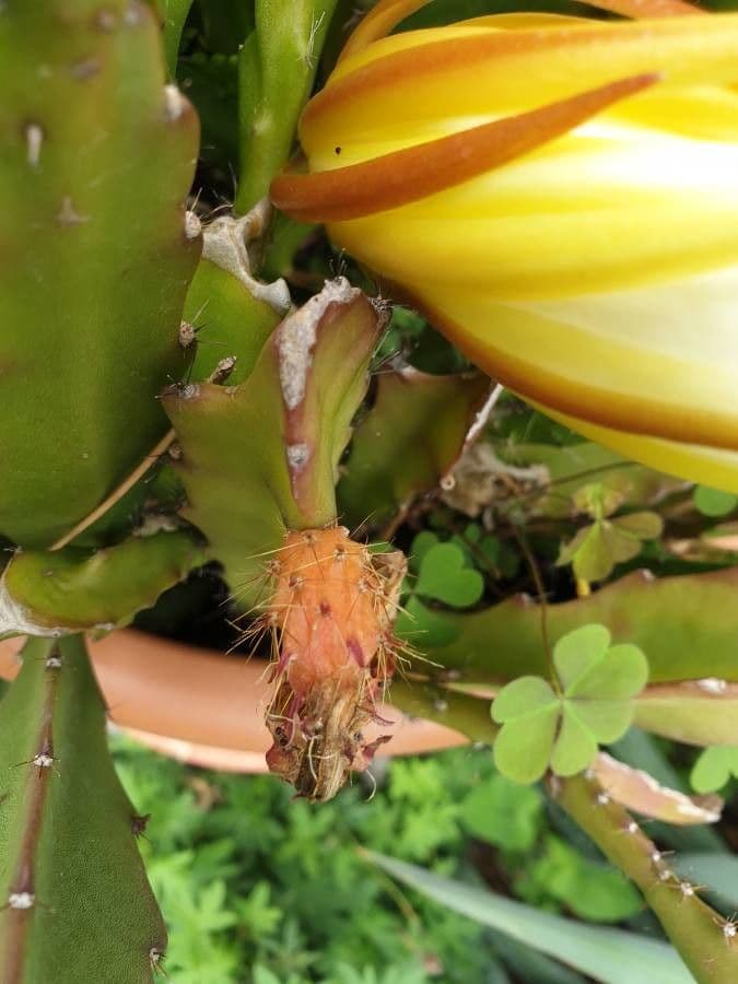 Disocactus 4