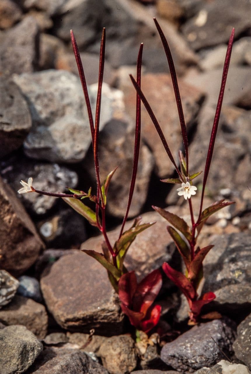 Epilobium lactiflorum